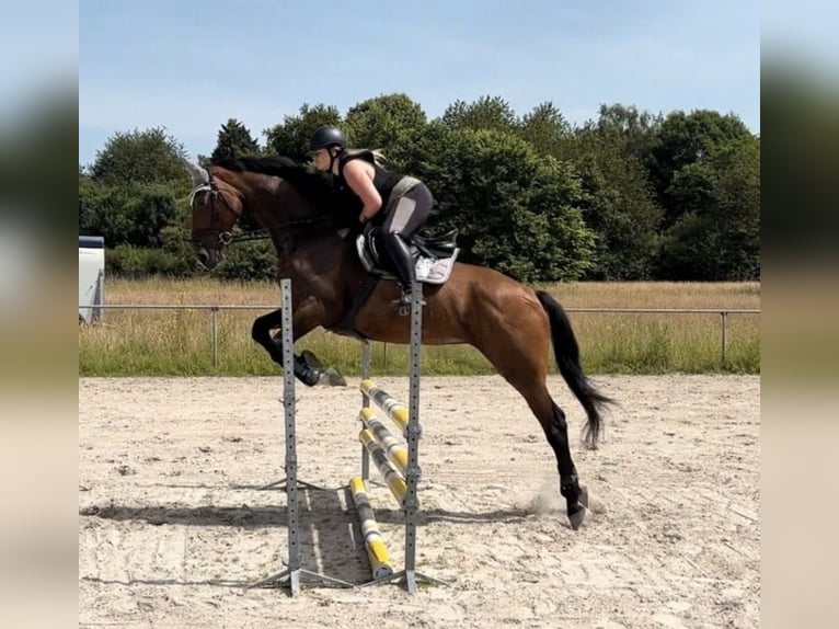 KWPN Stute 9 Jahre 175 cm Brauner in Grevenbroich