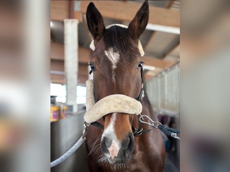 KWPN Stute 9 Jahre 175 cm Brauner in Grevenbroich