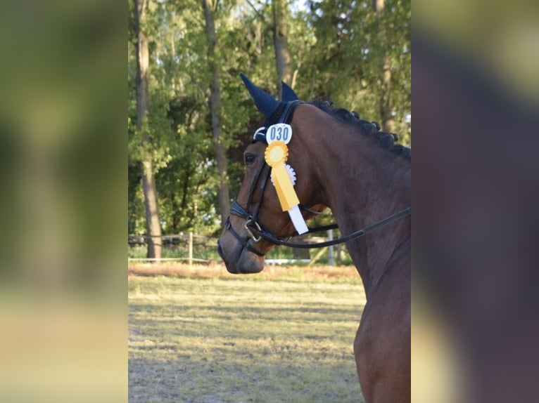 KWPN Stute 9 Jahre 175 cm Brauner in Grevenbroich