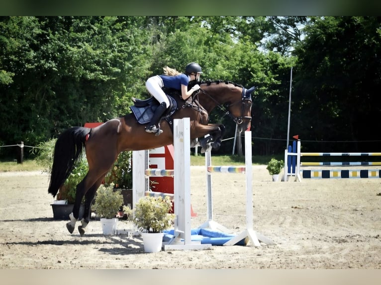 KWPN Stute 9 Jahre 175 cm Brauner in Münster