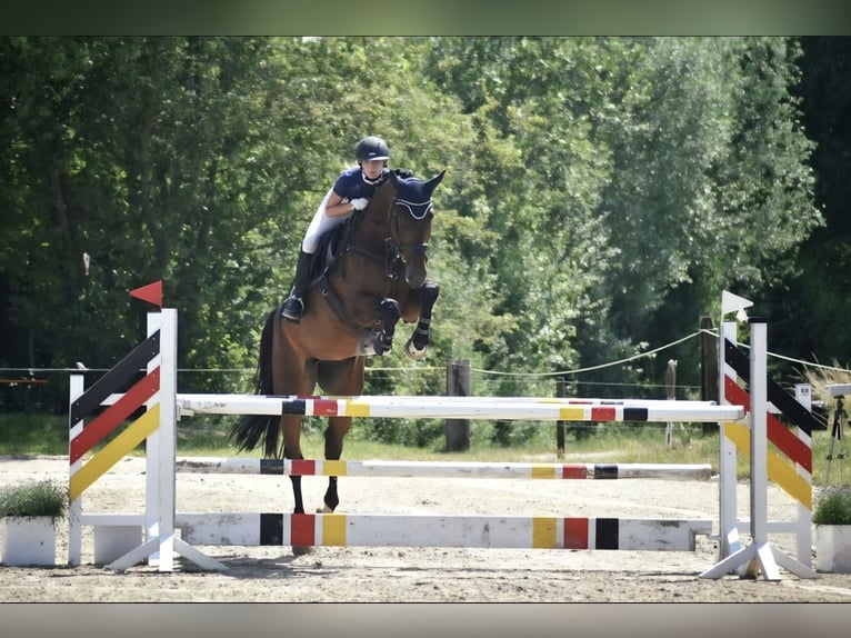 KWPN Stute 9 Jahre 175 cm Brauner in Münster