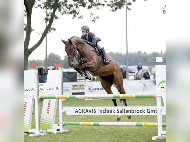 KWPN Stute 9 Jahre 175 cm Brauner in Münster