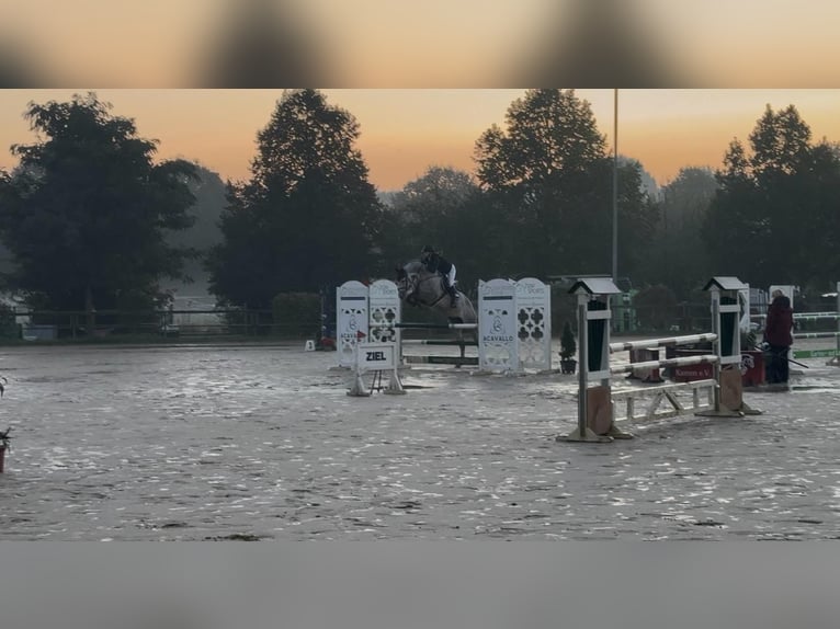 KWPN Stute 9 Jahre 175 cm Schimmel in Recklinghausen