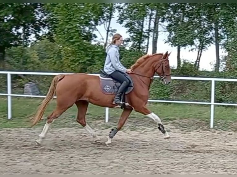KWPN Stute 9 Jahre 175 cm in Sedlčany