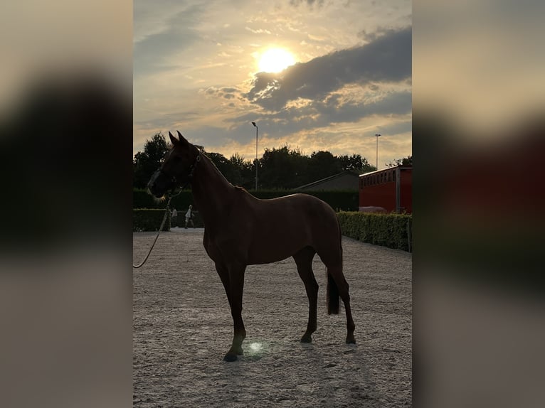 KWPN Stute 9 Jahre 176 cm Fuchs in Peer