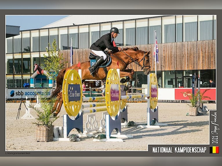 KWPN Stute 9 Jahre 176 cm Fuchs in Peer