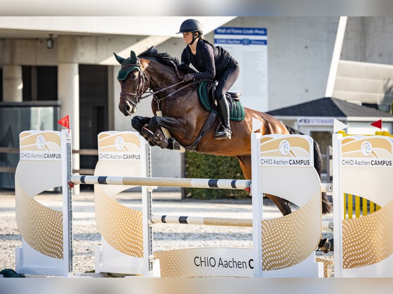 KWPN Stute 9 Jahre 177 cm Brauner in Wiesbaden