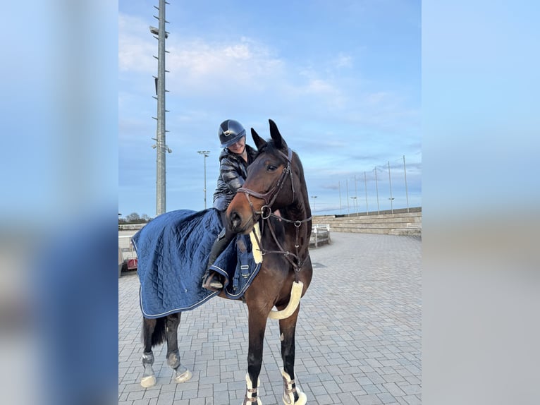 KWPN Stute 9 Jahre 177 cm Brauner in Wiesbaden