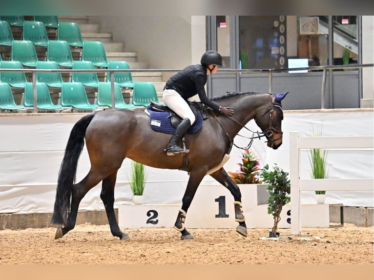 KWPN Stute 9 Jahre 177 cm Brauner in Wiesbaden