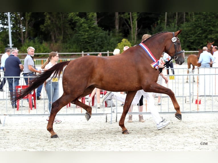 KWPN Stute 9 Jahre 178 cm Fuchs in Elim