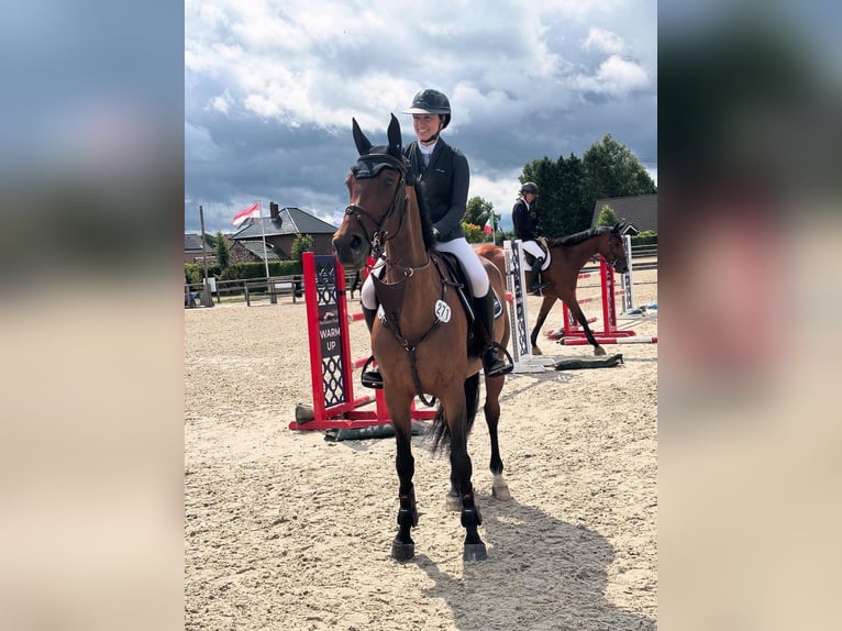 KWPN Stute 9 Jahre  in Schinveld