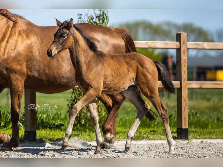 KWPN Stute  168 cm Brauner in Nuland