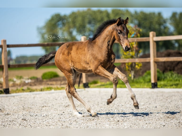 KWPN Stute  168 cm Brauner in Nuland
