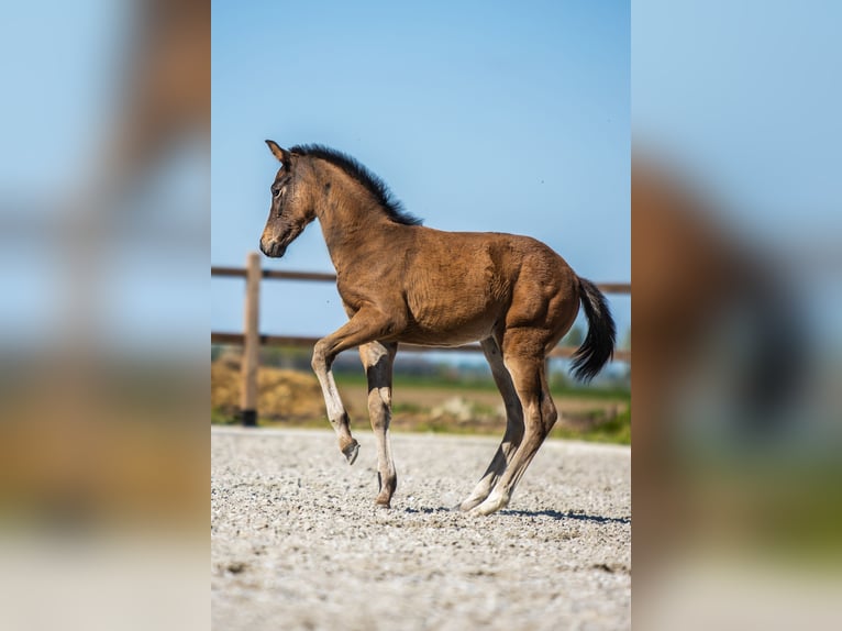 KWPN Stute  168 cm Brauner in Nuland