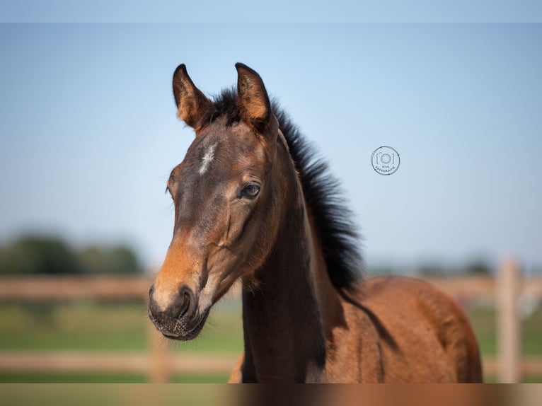 KWPN Stute  168 cm Brauner in Nuland