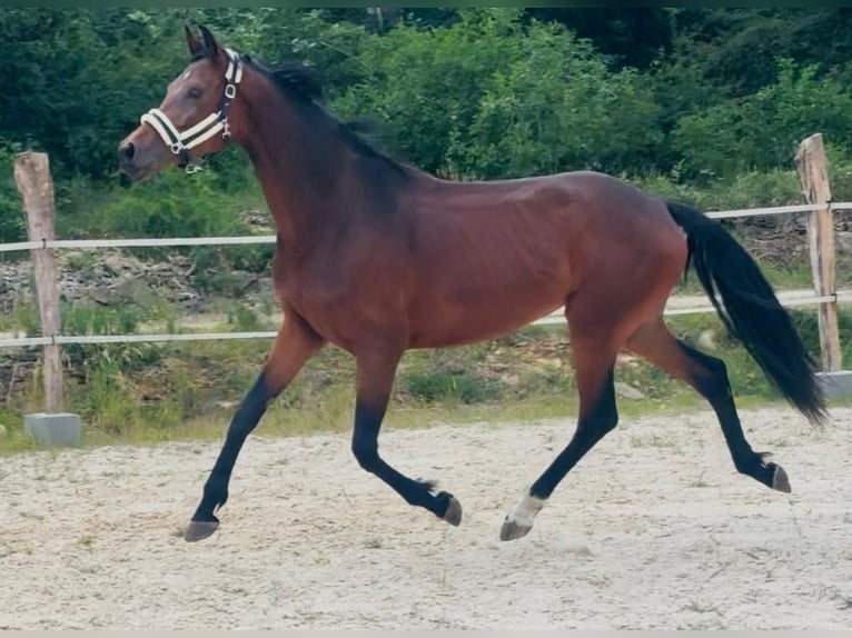 KWPN Stute Fohlen (01/2026) 170 cm Brauner in Messigny-et-Vantoux