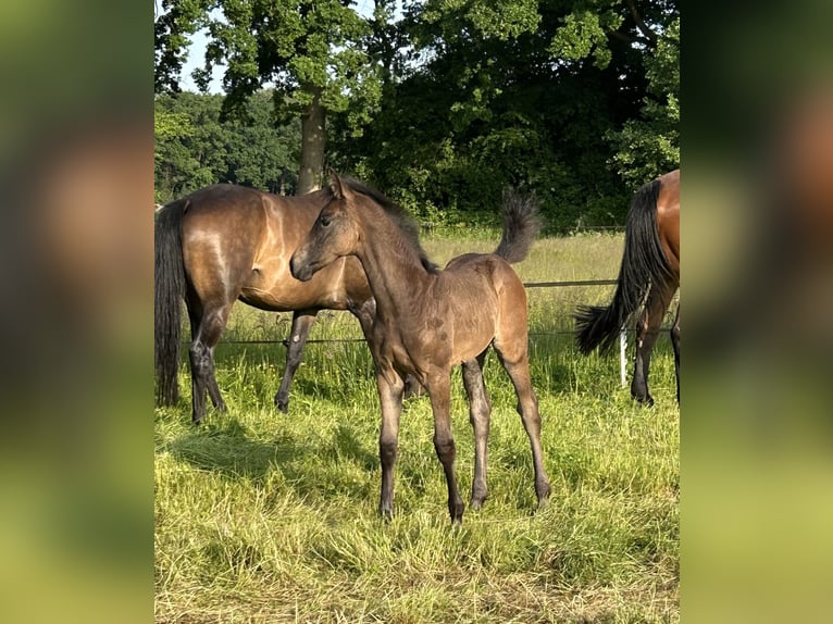 KWPN Stute  170 cm Dunkelbrauner in Hengelo