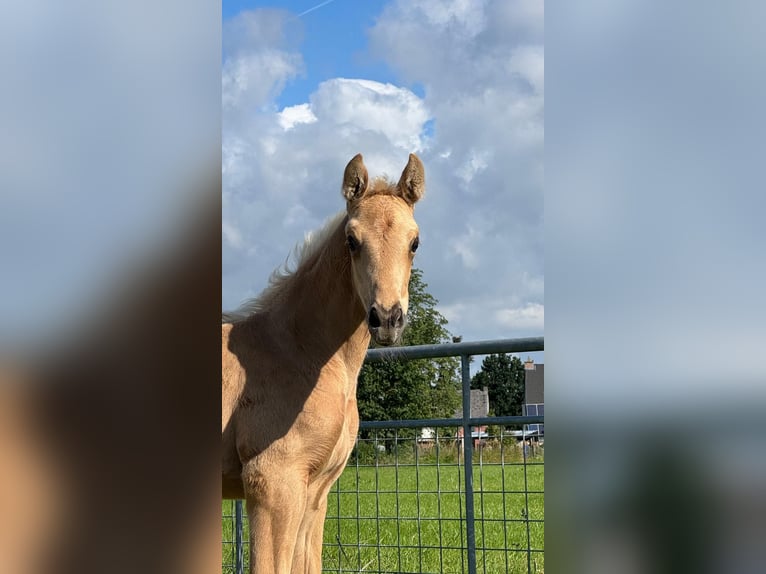KWPN Stute Fohlen (05/2026) 170 cm Palomino in HerdersemBaardegem