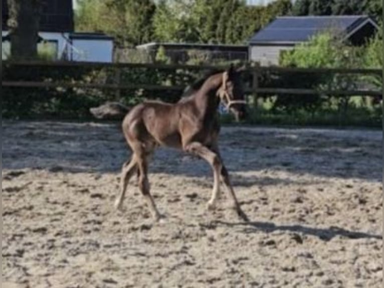 KWPN Stute  170 cm Rappe in Eemnes