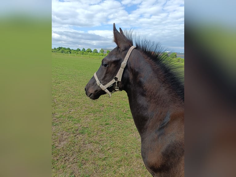 KWPN Stute  170 cm Rappe in Eemnes