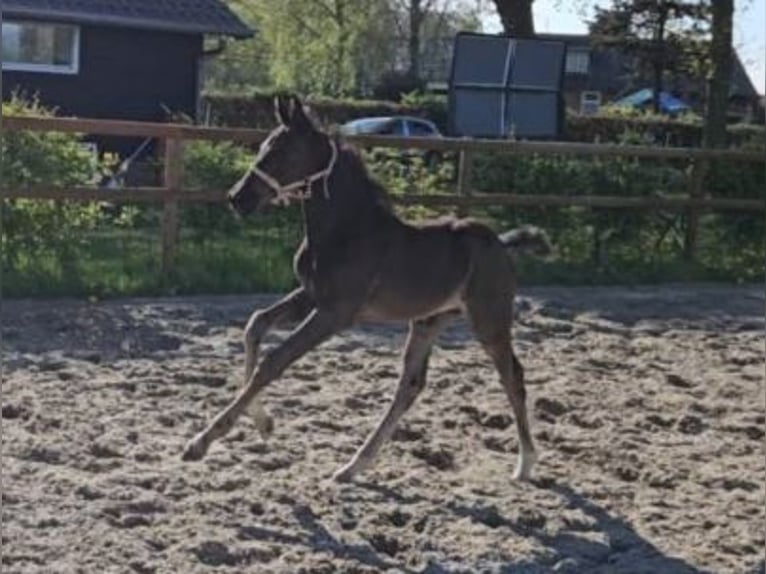 KWPN Stute  170 cm Rappe in Eemnes