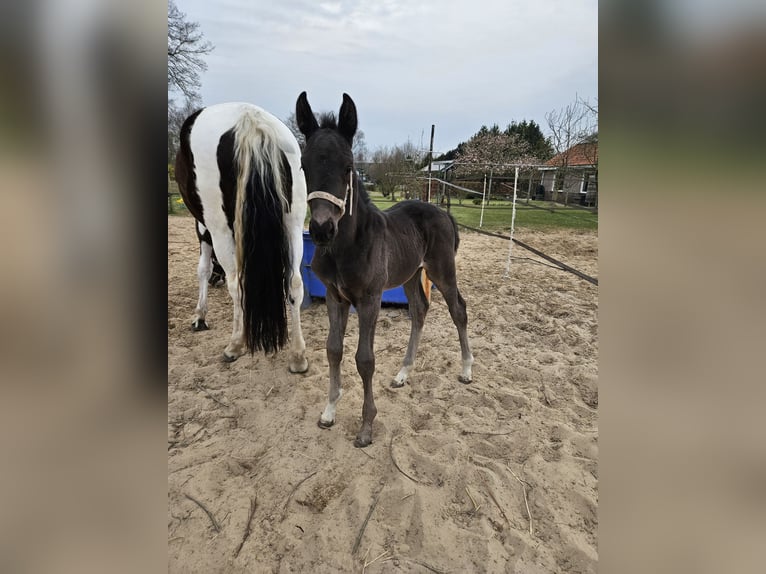 KWPN Stute  170 cm Rappe in Eemnes