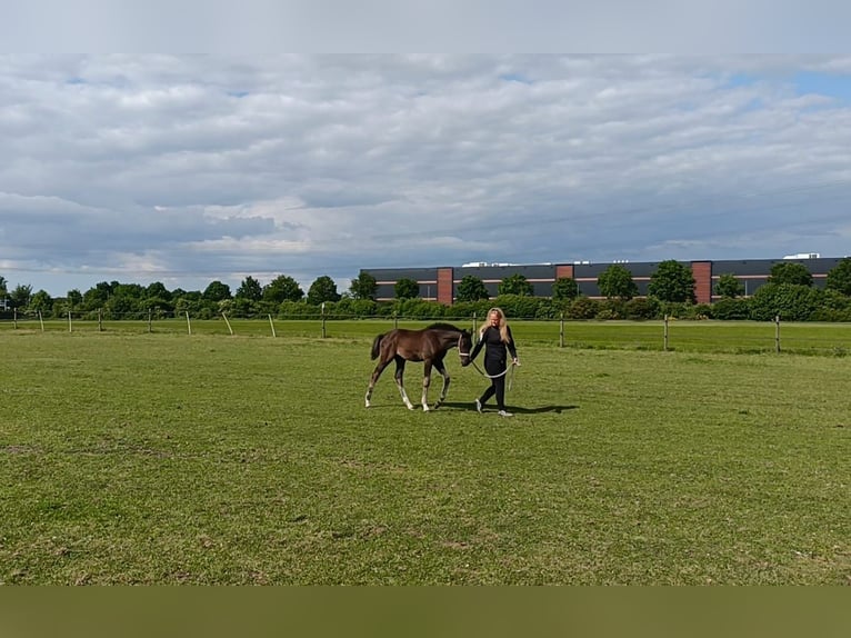 KWPN Stute  170 cm Rappe in Eemnes