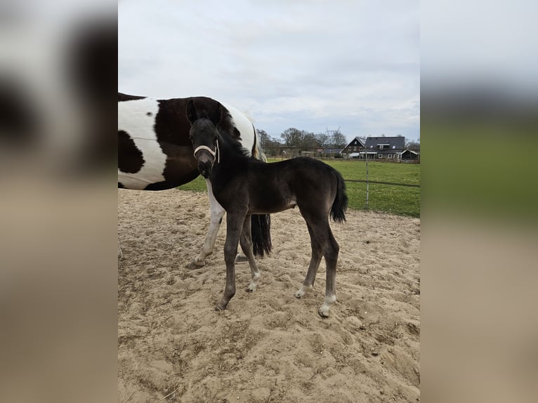 KWPN Stute  170 cm Rappe in Eemnes