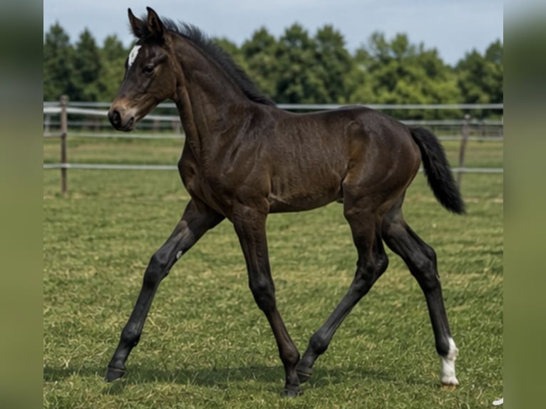 KWPN Stute Fohlen (05/2026) 170 cm Rappe in Mönchengladbach