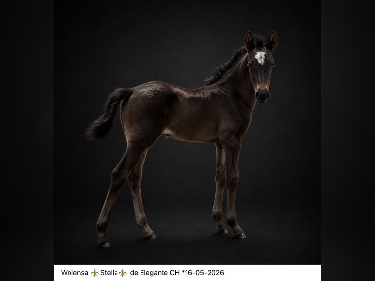 KWPN Stute Fohlen (05/2026) 170 cm Rappe in Mönchengladbach