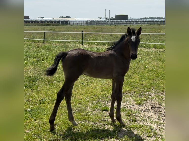 KWPN Stute Fohlen (05/2026) 170 cm Rappe in Mönchengladbach