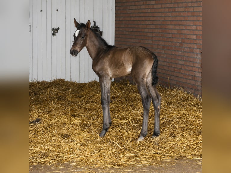 KWPN Stute Fohlen (05/2026) 170 cm Rappe in Mönchengladbach
