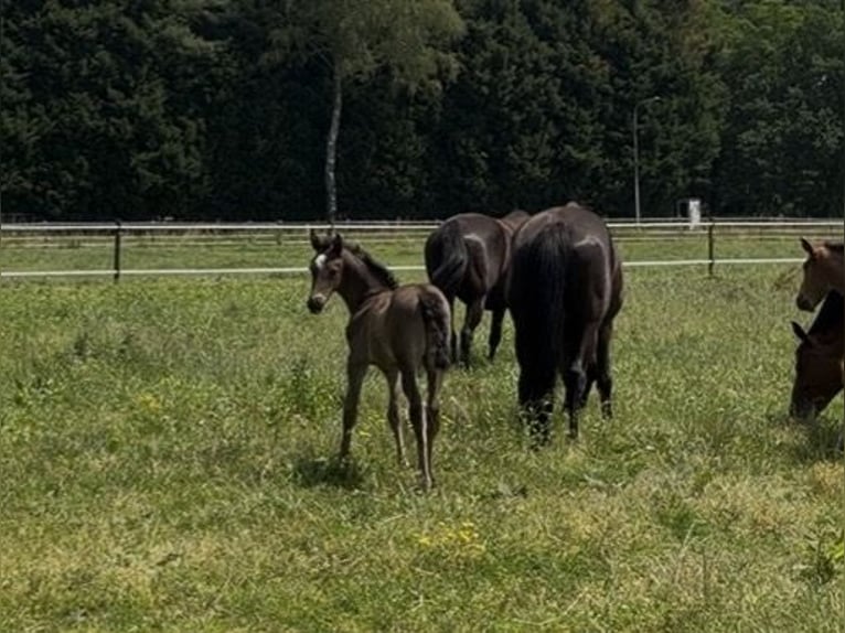 KWPN Stute Fohlen (05/2026) 170 cm Rappe in Mönchengladbach