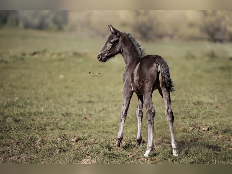 KWPN Stute  170 cm Schwarzbrauner in Baardegem