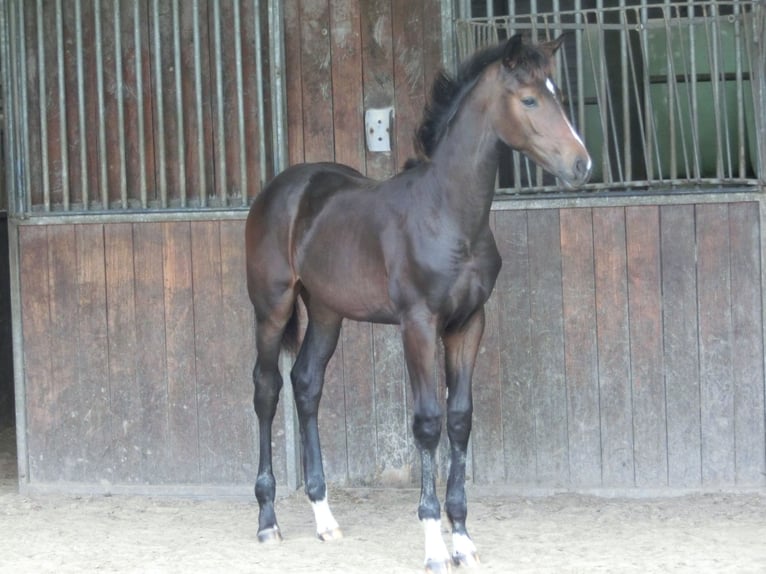 KWPN Stute Fohlen (04/2024) 170 cm Schwarzbrauner in Nederwetten