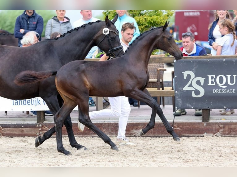 KWPN Stute Fohlen (03/2026) 170 cm Schwarzbrauner in Oud Gastel