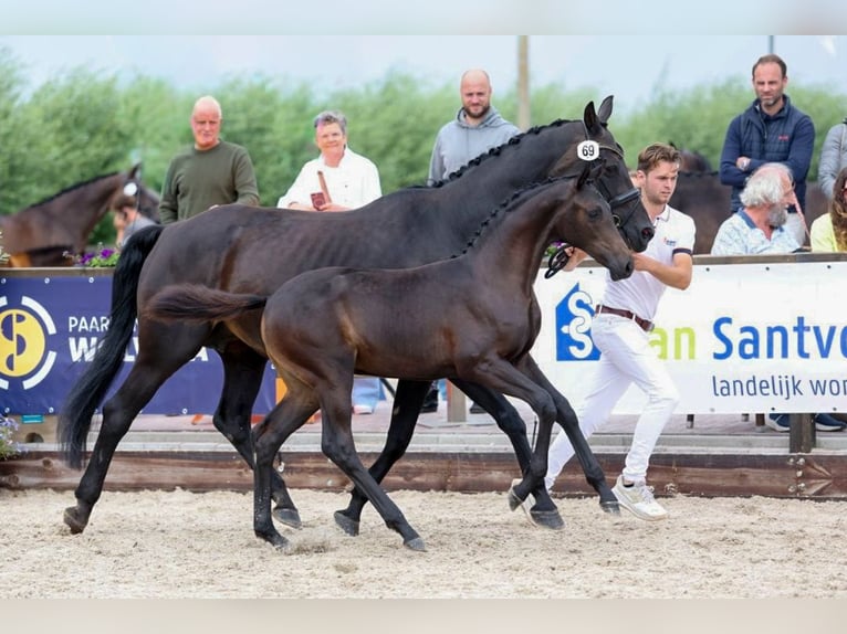 KWPN Stute Fohlen (03/2026) 170 cm Schwarzbrauner in Oud Gastel