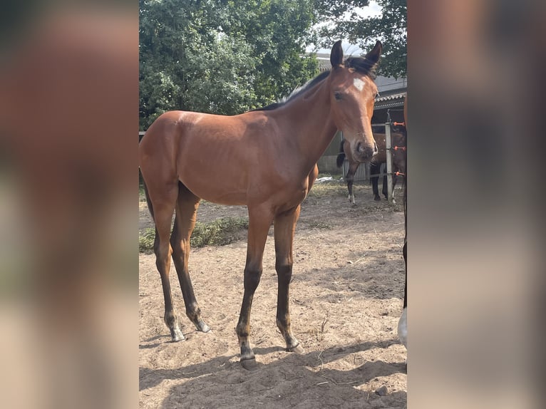 KWPN Stute Fohlen (04/2025) Brauner in Evergem