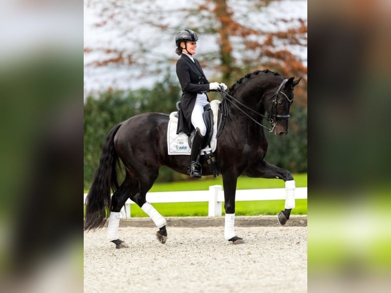 KWPN Stute Fohlen (04/2025) Brauner in Evergem