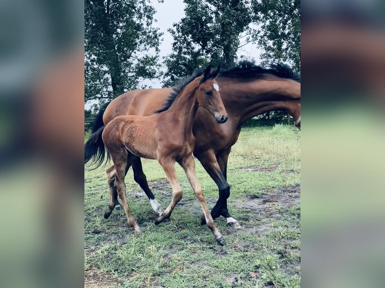 KWPN Stute Fohlen (04/2025) Brauner in Evergem
