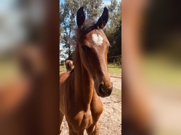 KWPN Stute Fohlen (04/2025) Brauner in Evergem
