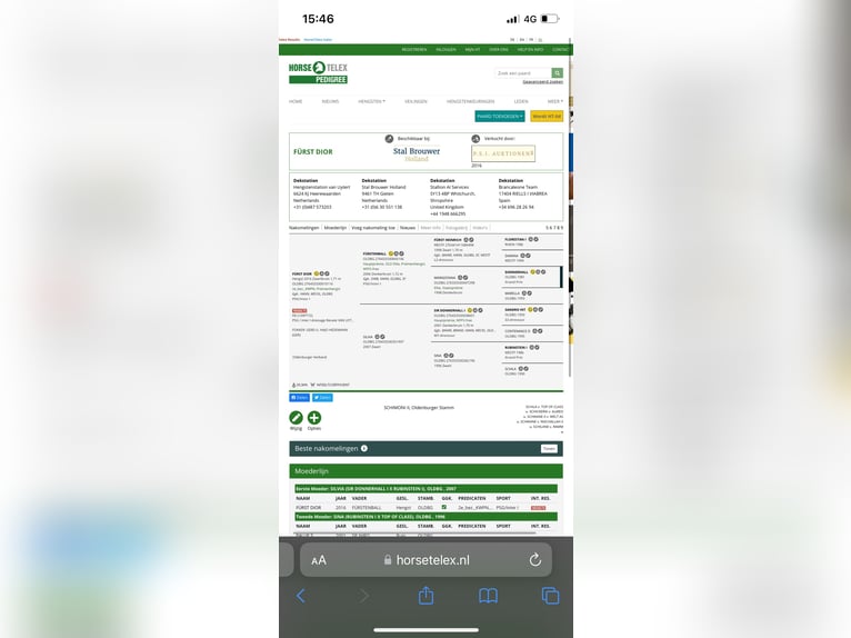 KWPN Stute Fohlen (04/2025) Brauner in Evergem