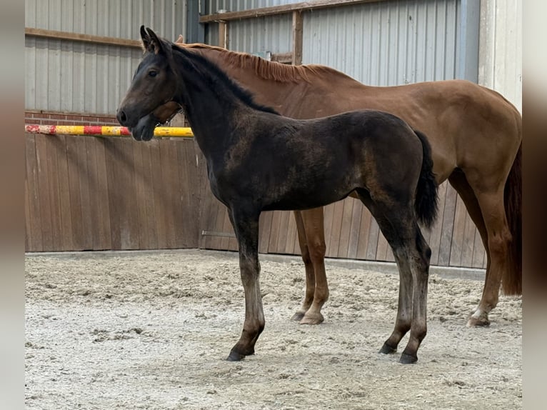 KWPN Stute Fohlen (03/2025) Brauner in Zieuwent