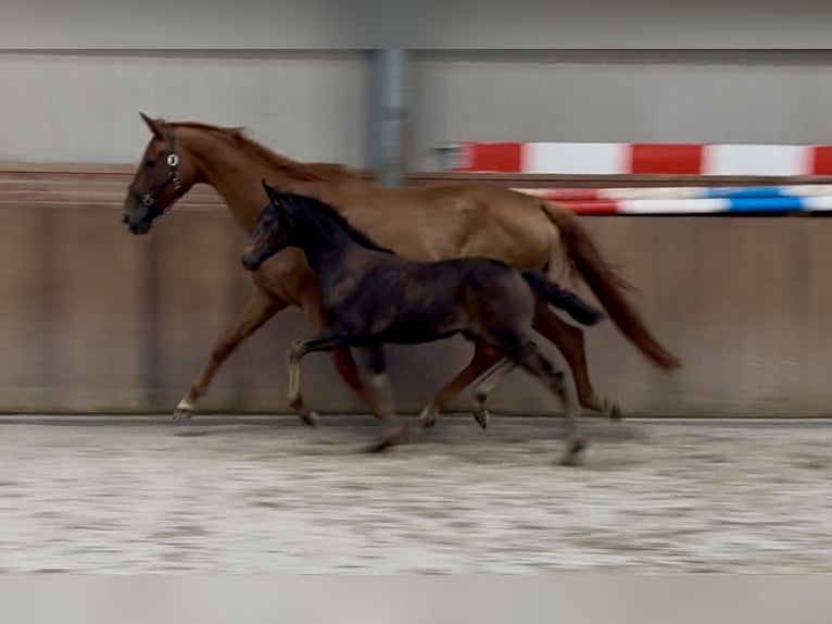 KWPN Stute Fohlen (03/2025) Brauner in Zieuwent