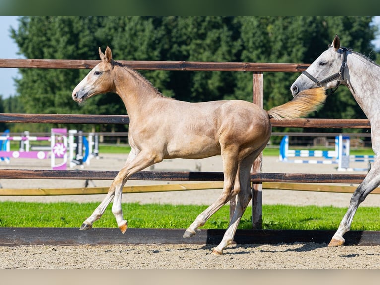 KWPN Stute Fohlen (05/2026) Braunfalbschimmel in Waddinxveen