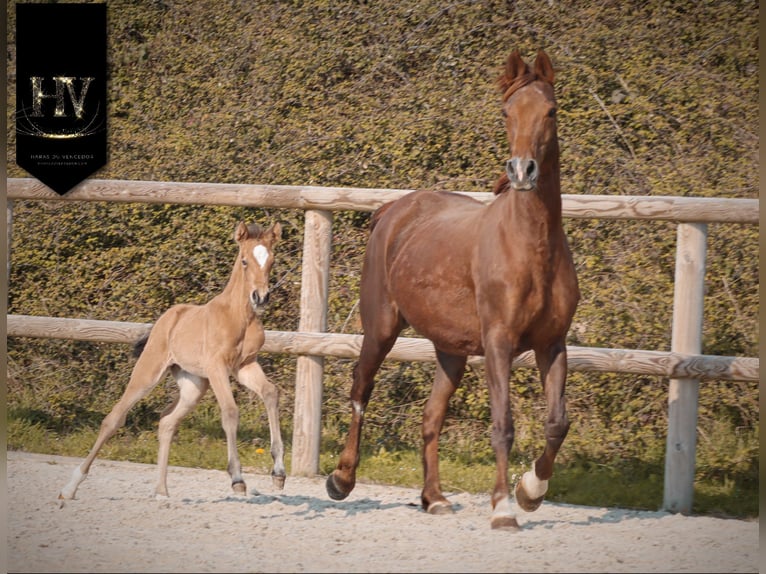 KWPN Stute Fohlen (01/2026) Buckskin in Grury