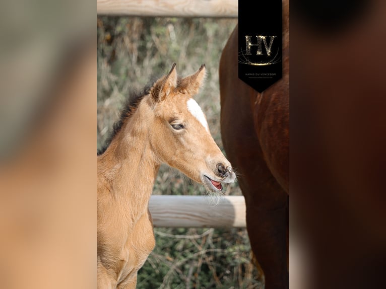 KWPN Stute Fohlen (01/2026) Buckskin in Grury