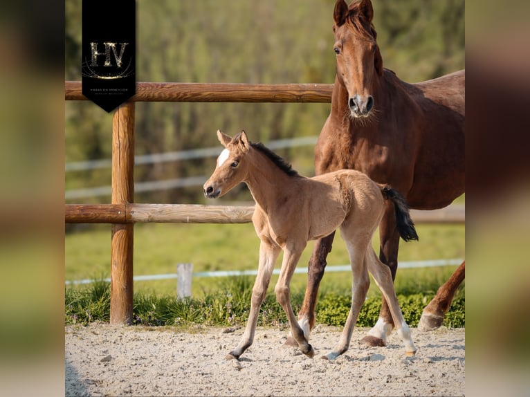 KWPN Stute Fohlen (01/2026) Buckskin in Grury