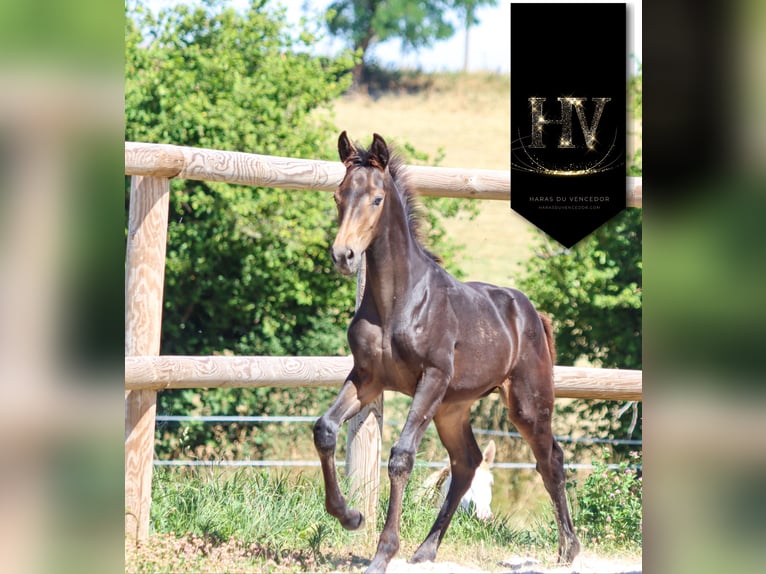 KWPN Stute Fohlen (01/2025) Buckskin in Marly-sous-Issy