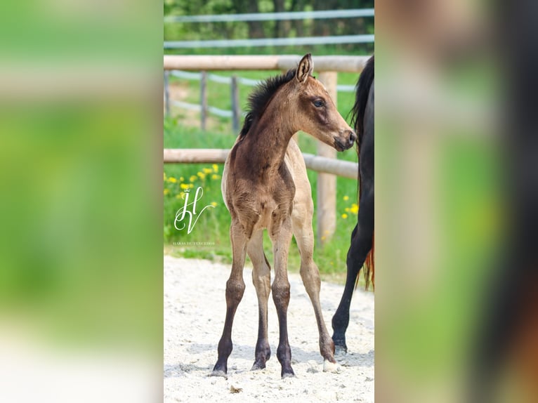 KWPN Stute  Buckskin in Marly-sous-Issy